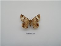 藏品(尺蛾211)的圖片